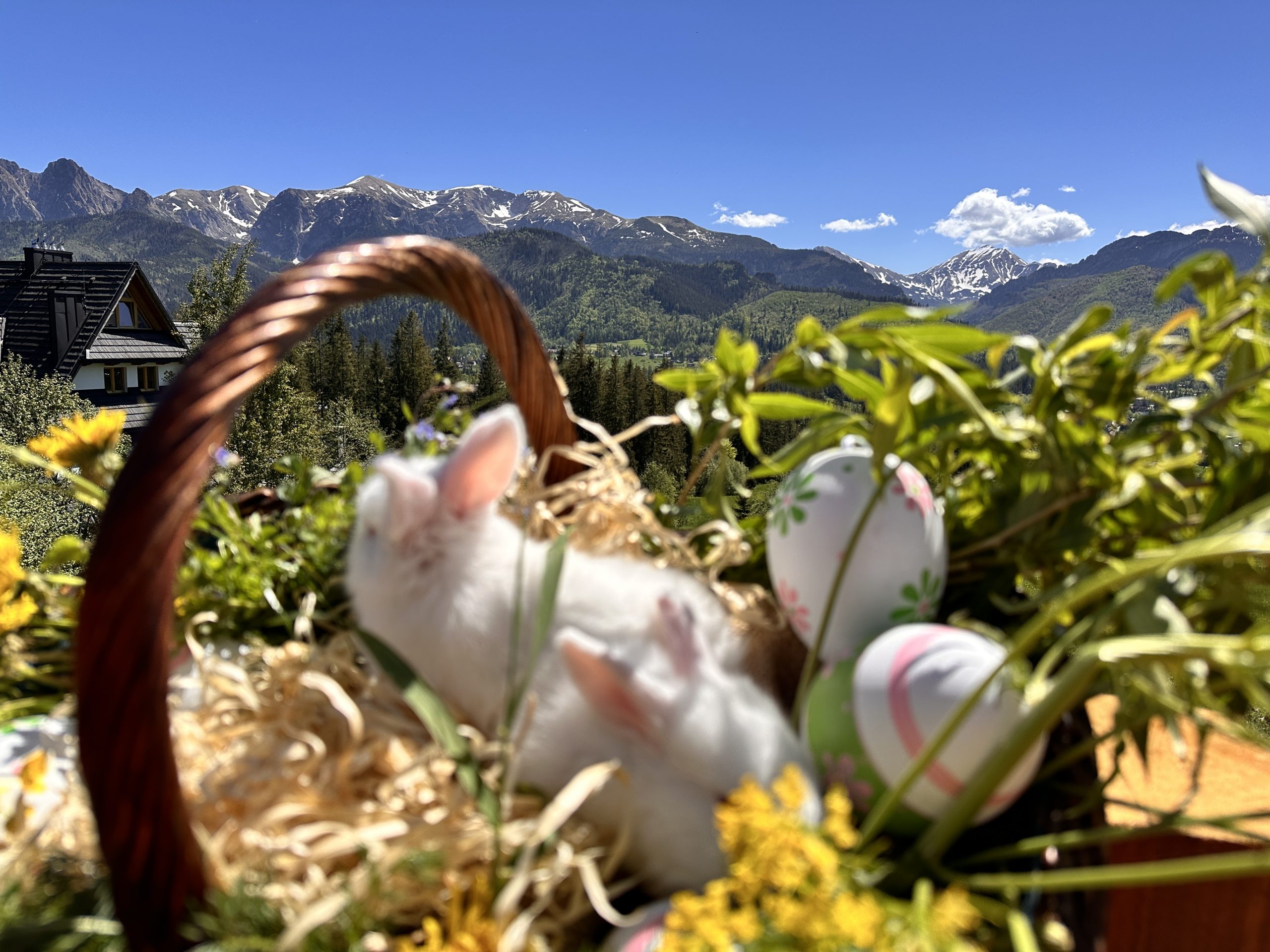 Wielkanoc w górach – Kościelisko